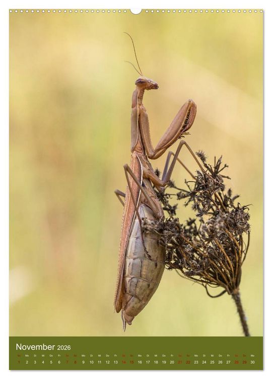 Produktbild: Die Gottesanbeterin. R&auml;uber der Insektenwelt. (Wandkalender 2026 DIN A2 hoch), CALVENDO Monatskalender
