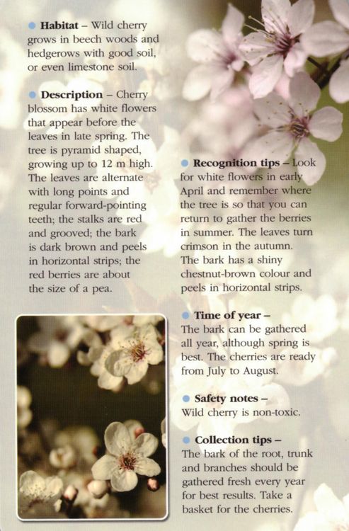 Produktbild: Herbal Recognition Cards GB