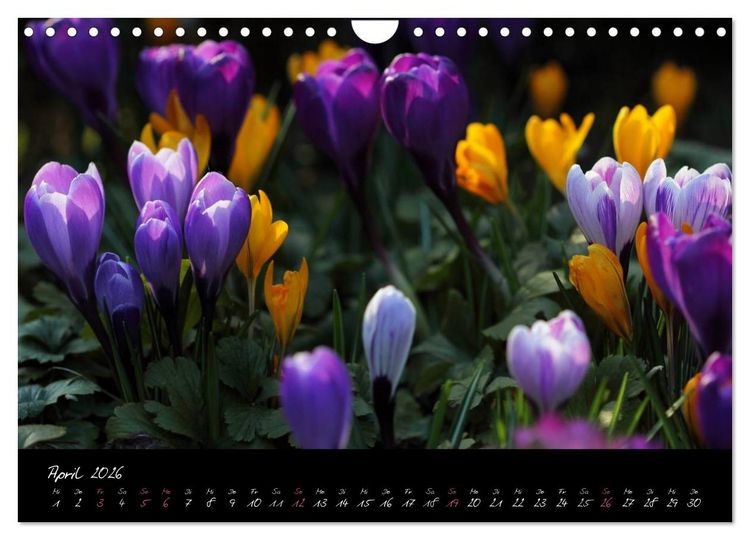 Produktbild: Zeit der Natur - Ein Augenblick zur Ewigkeit (Wandkalender 2026 DIN A4 quer), CALVENDO Monatskalender