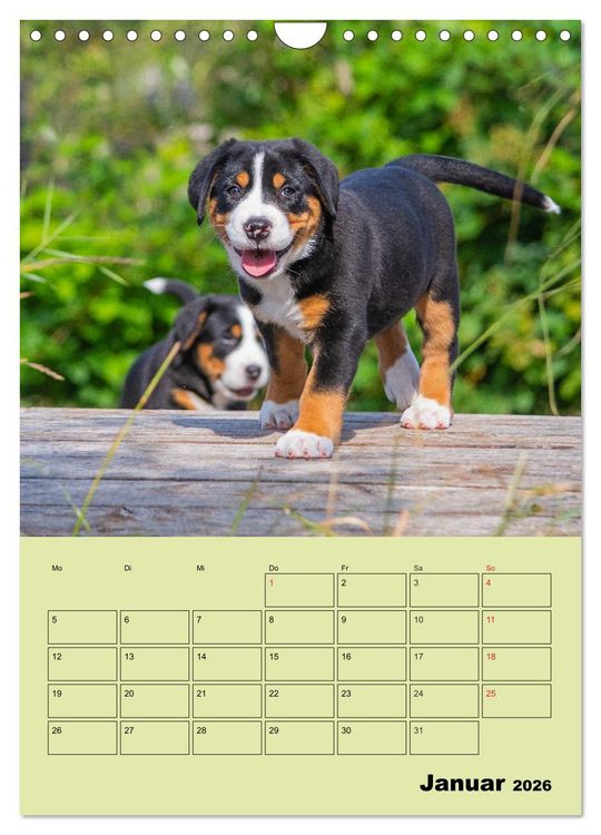 Produktbild: Familienplaner Gro&szlig;er Schweizer Sennenhund (Wandkalender 2026 DIN A4 hoch), CALVENDO Monatskalender