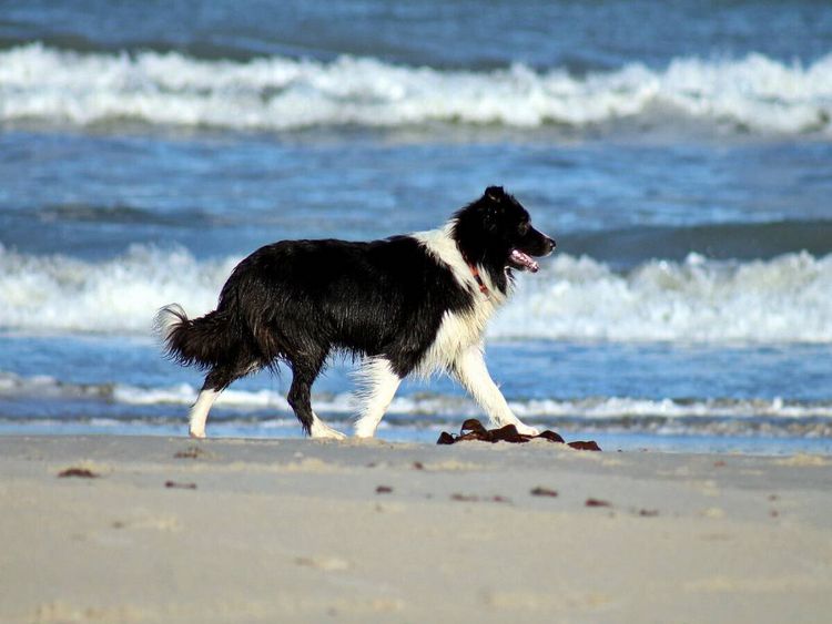 Produktbild: CALVENDO Puzzle JayJay am Strand von Gr&oslash;nh&oslash;j | 1000 Teile Lege-Gr&ouml;&szlig;e 64x48cm Foto-Puzzle f&uuml;r gl&uuml;ckliche Stunden