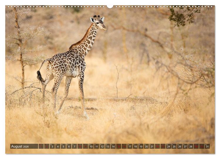Produktbild: Safari in Tansania (Wandkalender 2026 DIN A2 quer), CALVENDO Monatskalender