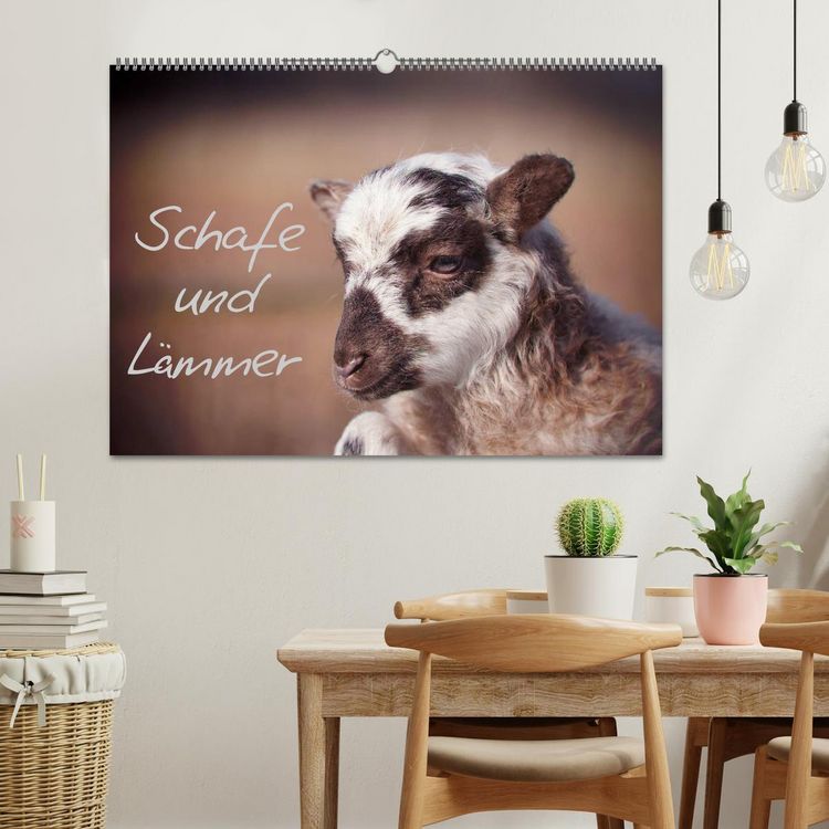 Produktbild: Schafe und L&auml;mmer (Wandkalender 2026 DIN A2 quer), CALVENDO Monatskalender