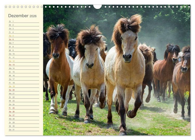 Produktbild: Mit Islandpferden durch das Jahr Geburtstagskalender (Wandkalender 2026 DIN A3 quer), CALVENDO Monatskalender