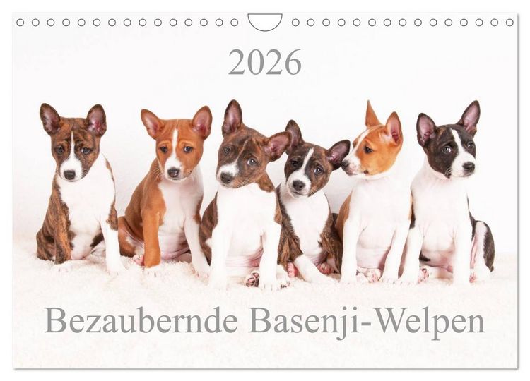 Produktbild: Bezaubernde Basenji-Welpen (Wandkalender 2026 DIN A4 quer), CALVENDO Monatskalender