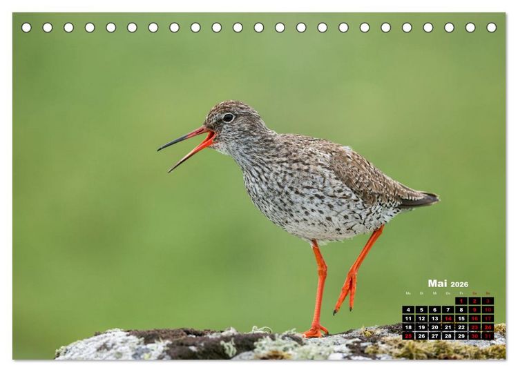 Produktbild: Die Vogelwelt der &Auml;u&szlig;eren Hebriden (Tischkalender 2026 DIN A5 quer), CALVENDO Monatskalender