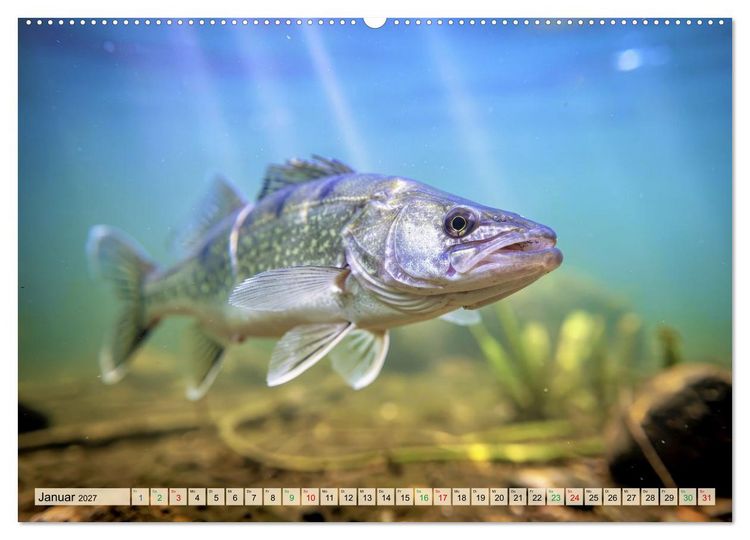Produktbild: Zander im See (Wandkalender 2027 DIN A2 quer), CALVENDO Monatskalender