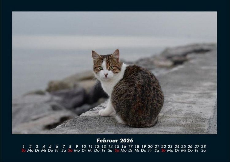 Produktbild: F&uuml;r Katzenfreunde 2026 Fotokalender DIN A4