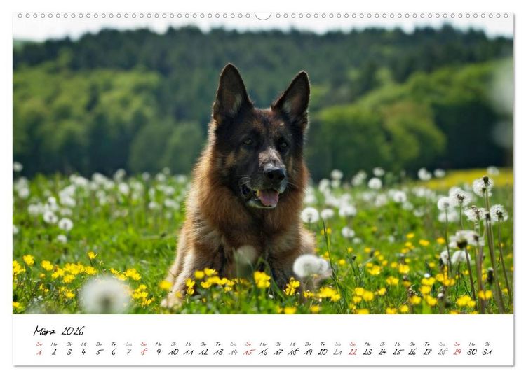 Produktbild: Deutsche Sch&auml;ferhunde - Senioren auf vier Pfoten (Wandkalender 2026 DIN A2 quer), CALVENDO Monatskalender