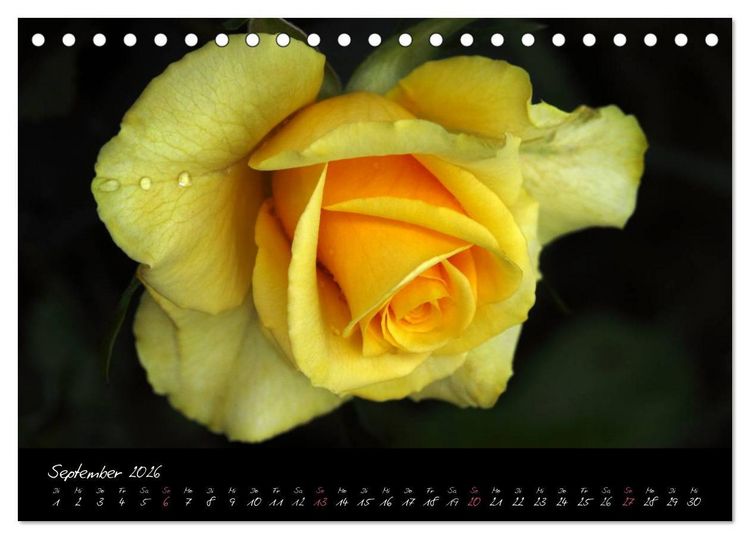 Produktbild: Rosen Romanze - Visuelle Musik (Tischkalender 2026 DIN A5 quer), CALVENDO Monatskalender