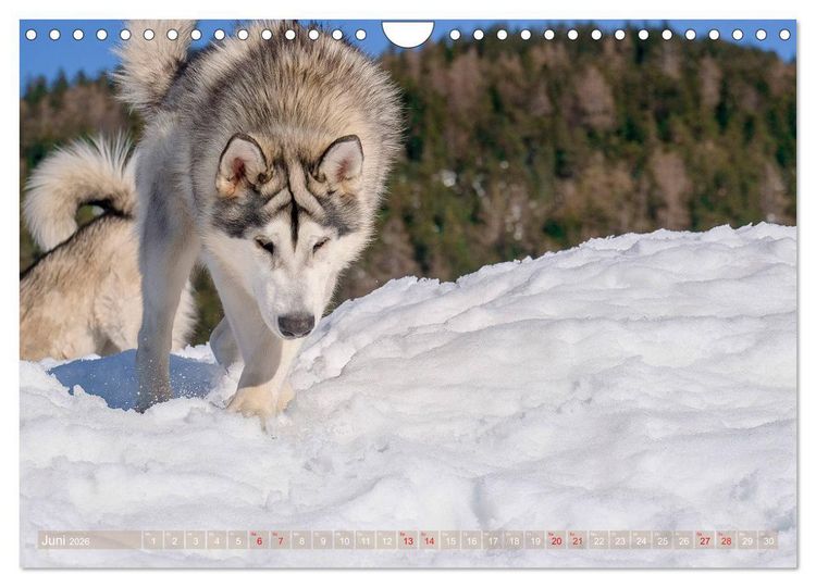 Produktbild: Alaskan Malamute in seinem Element (Wandkalender 2026 DIN A4 quer), CALVENDO Monatskalender