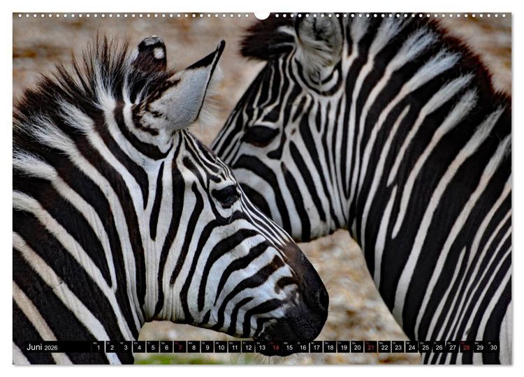 Produktbild: Afrika - Welt der Tiere (hochwertiger Premium Wandkalender 2026 DIN A2 quer), Kunstdruck in Hochglanz