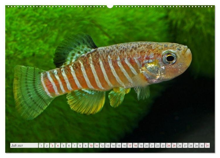 Produktbild: Outdoor-Aquaristik (Wandkalender 2027 DIN A2 quer), CALVENDO Monatskalender