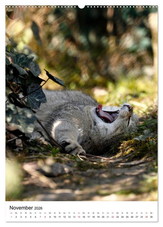 Produktbild: Kleine Tiger im Wald (Wandkalender 2026 DIN A2 hoch), CALVENDO Monatskalender