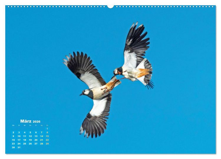 Produktbild: V&ouml;gel in unserer Heimat: Kiebitz, Wiedehopf und Turteltaube (Wandkalender 2026 DIN A2 quer), CALVENDO Monatskalender