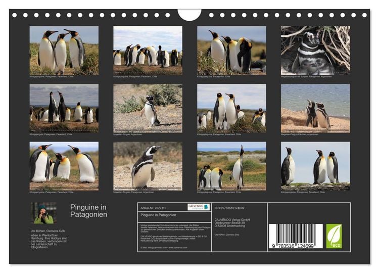Produktbild: Pinguine in Patagonien (Wandkalender 2026 DIN A4 quer), CALVENDO Monatskalender
