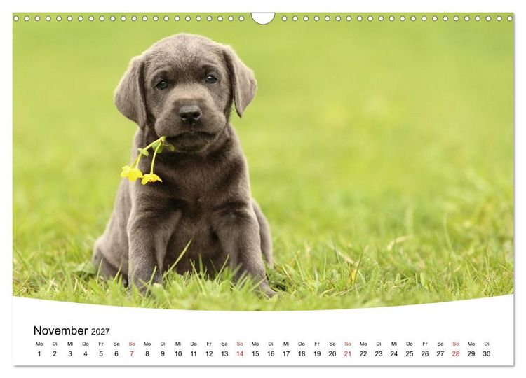 Produktbild: Labrador Welpen - Labrador Puppies (Wandkalender 2027 DIN A3 quer), CALVENDO Monatskalender