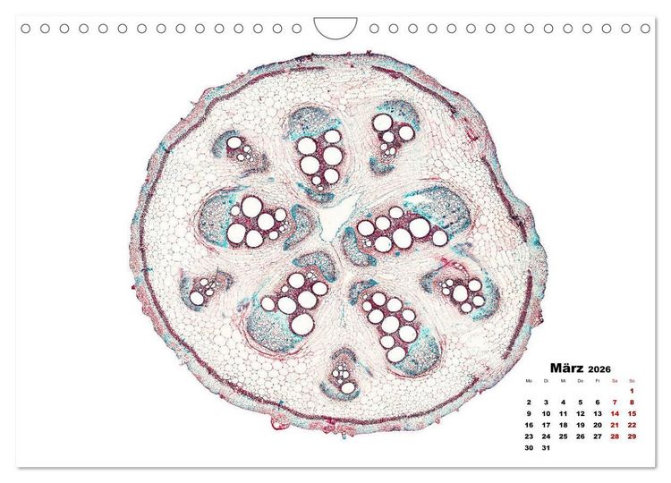 Produktbild: Pflanzen unter dem Mikroskop (Wandkalender 2026 DIN A4 quer), CALVENDO Monatskalender