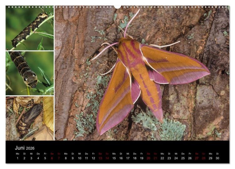 Produktbild: Schmetterlinge - Wunder der Verwandlung (Wandkalender 2026 DIN A2 quer), CALVENDO Monatskalender