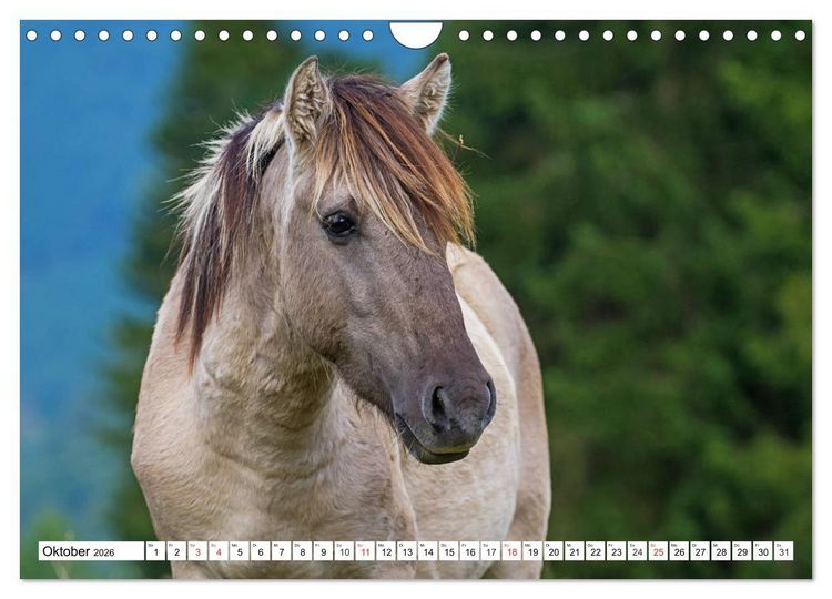 Produktbild: Konik - Frei geboren (Wandkalender 2026 DIN A4 quer), CALVENDO Monatskalender