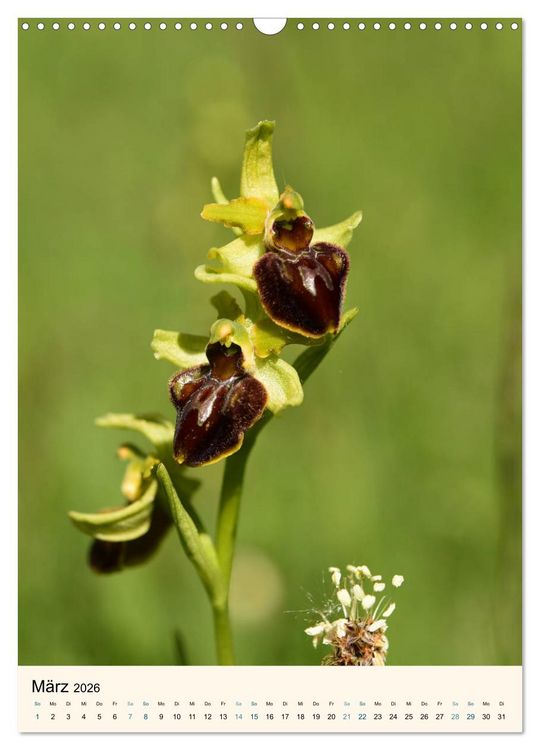 Produktbild: Einheimische Orchideen (Wandkalender 2026 DIN A3 hoch), CALVENDO Monatskalender