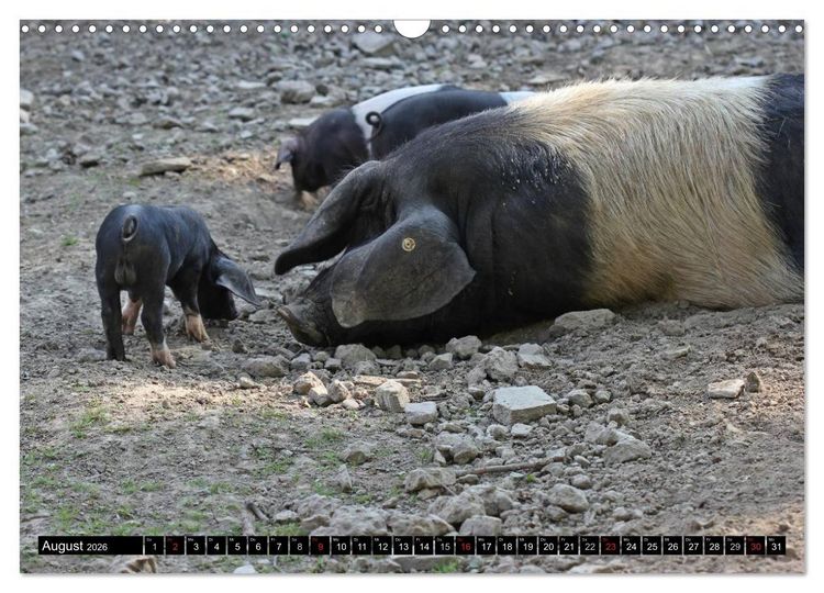 Produktbild: Der Schweinekalender (Wandkalender 2026 DIN A3 quer), CALVENDO Monatskalender