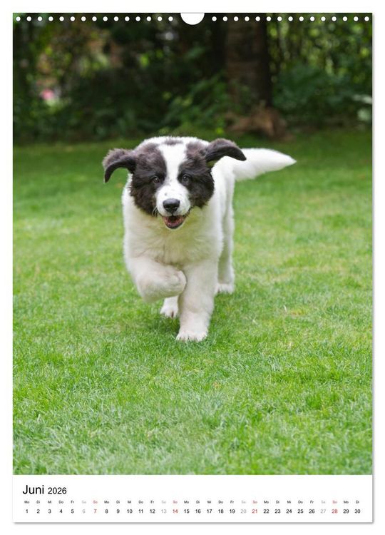 Produktbild: Kleine und gro&szlig;e Hundekinder 2026 (Wandkalender 2026 DIN A3 hoch), CALVENDO Monatskalender