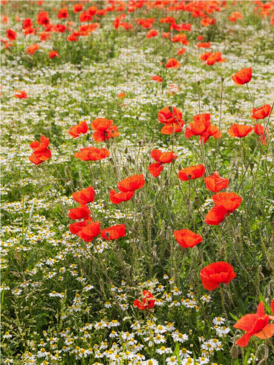 Produktbild: CALVENDO Puzzle Traumhafte Mohnblumen und Kamillebl&uuml;ten | 1000 Teile Lege-Gr&ouml;&szlig;e 64x48cm Foto-Puzzle f&uuml;r gl&uuml;ckliche Stunden