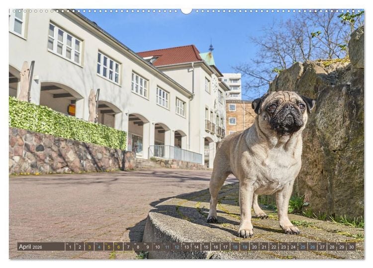 Produktbild: Reinbek mopsfidel (Wandkalender 2026 DIN A2 quer), CALVENDO Monatskalender