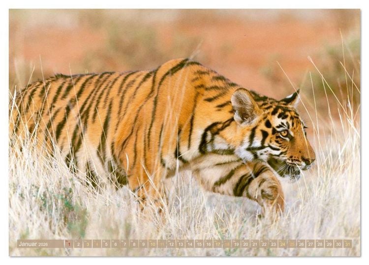 Produktbild: Raubkatzen: Geschmeidige J&auml;ger (hochwertiger Premium Wandkalender 2026 DIN A2 quer), Kunstdruck in Hochglanz