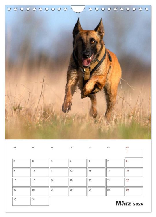 Produktbild: Malinois Power auf vier Pfoten (Wandkalender 2026 DIN A4 hoch), CALVENDO Monatskalender