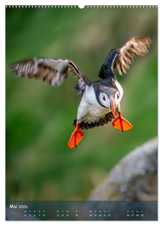 Produktbild: Naturerlebnis Puffin (hochwertiger Premium Wandkalender 2026 DIN A2 hoch), Kunstdruck in Hochglanz