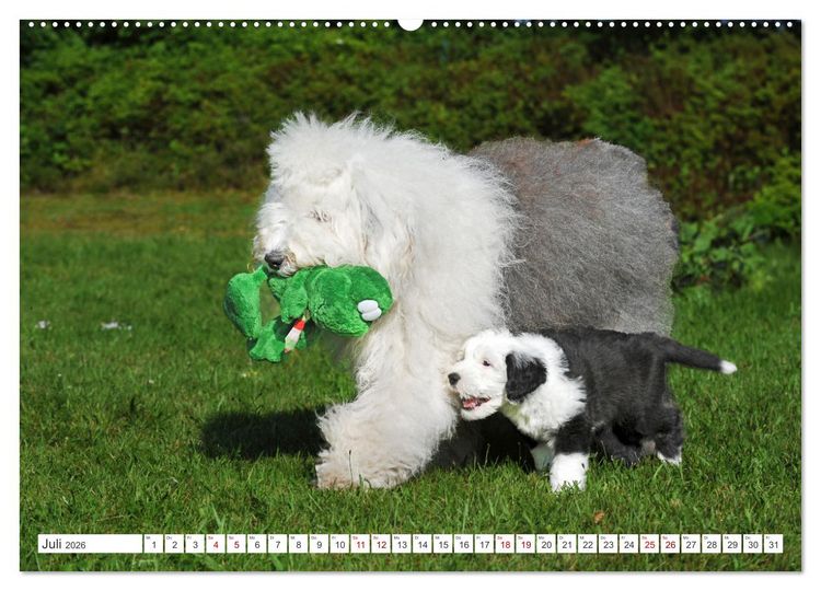 Produktbild: In der Kinderstube bei Familie Bobtail (Wandkalender 2026 DIN A2 quer), CALVENDO Monatskalender