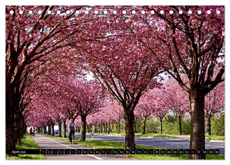 Produktbild: Magdeburg an der Elbe 2026 (Tischkalender 2026 DIN A5 quer), CALVENDO Monatskalender