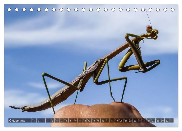 Produktbild: Australien tierisch gut 2026 (Tischkalender 2026 DIN A5 quer), CALVENDO Monatskalender