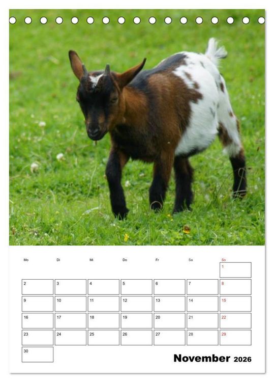 Produktbild: Ziegen Terminplaner (Tischkalender 2026 DIN A5 hoch), CALVENDO Monatskalender