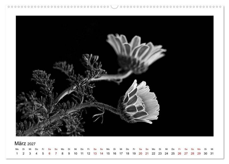 Produktbild: Die grafische Sch&ouml;nheit der Pflanzen &ndash; Schwarz-Wei&szlig; (hochwertiger Premium Wandkalender 2027 DIN A2 quer), Kunstdruck in Hochglanz
