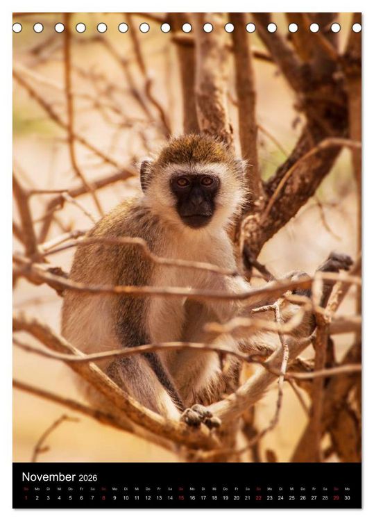 Produktbild: Wildes Afrika (Tischkalender 2026 DIN A5 hoch), CALVENDO Monatskalender
