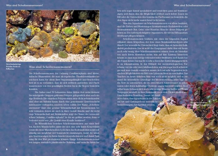 Produktbild: Scheibenanemonen im Meerwasseraquarium