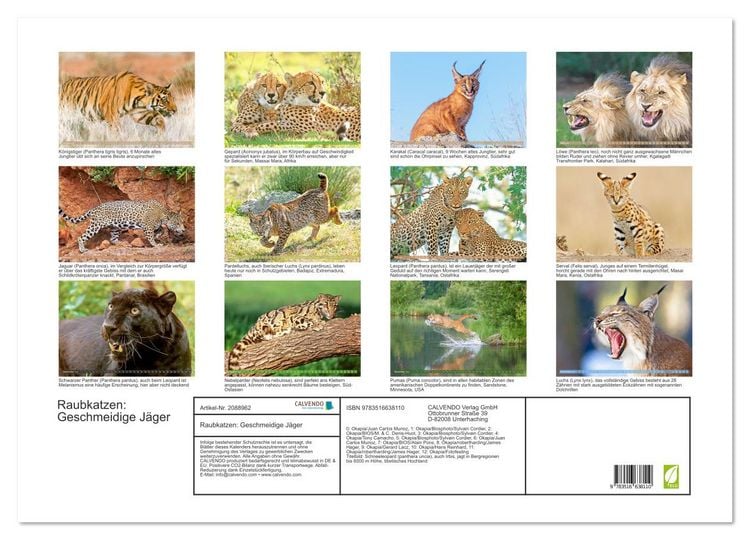 Produktbild: Raubkatzen: Geschmeidige J&auml;ger (Wandkalender 2026 DIN A2 quer), CALVENDO Monatskalender