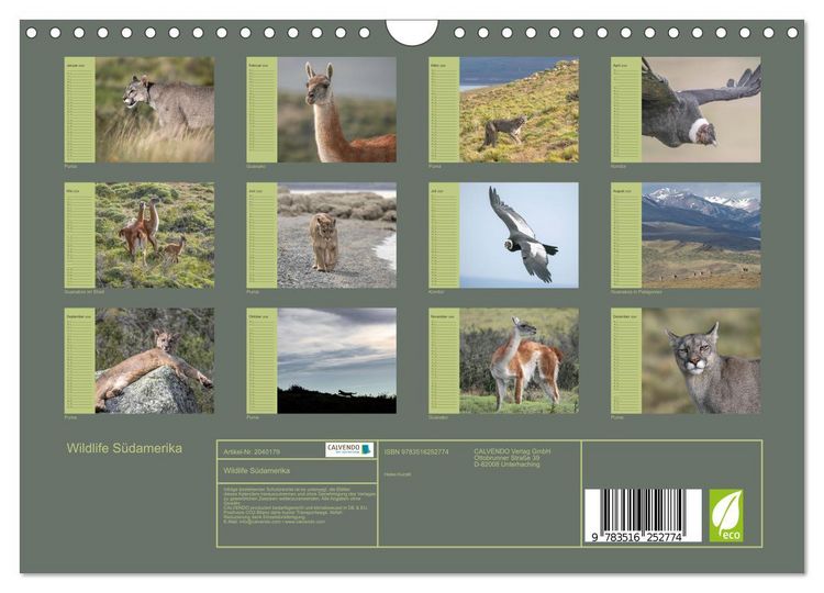 Produktbild: Wildlife S&uuml;damerika (Wandkalender 2026 DIN A4 quer), CALVENDO Monatskalender