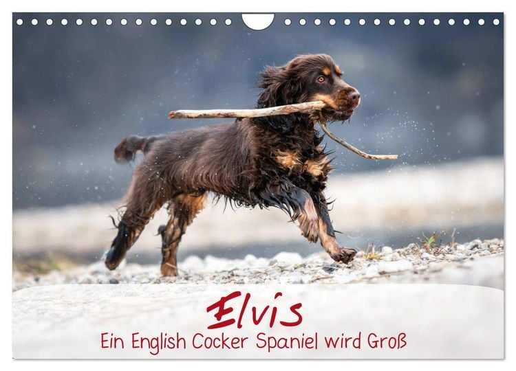 Produktbild: Elvis ein Engl. Cocker Spaniel wird Gro&szlig; (Wandkalender 2026 DIN A4 quer), CALVENDO Monatskalender