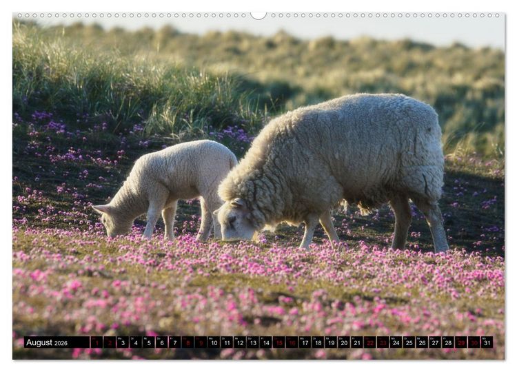 Produktbild: Schafe auf Sylt (hochwertiger Premium Wandkalender 2026 DIN A2 quer), Kunstdruck in Hochglanz