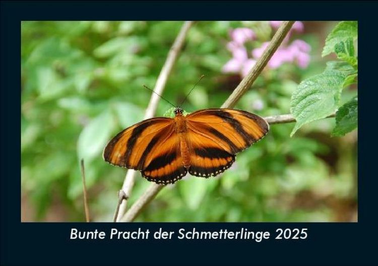 Produktbild: Bunte Pracht der Schmetterlinge 2025 Fotokalender DIN A5