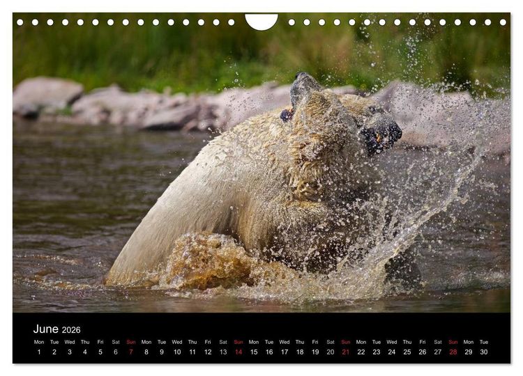 Produktbild: POLAR BEARS - ARCTIC LEGENDS (Wall Calendar 2026 DIN A4 landscape), CALVENDO 12 Month Wall Calendar