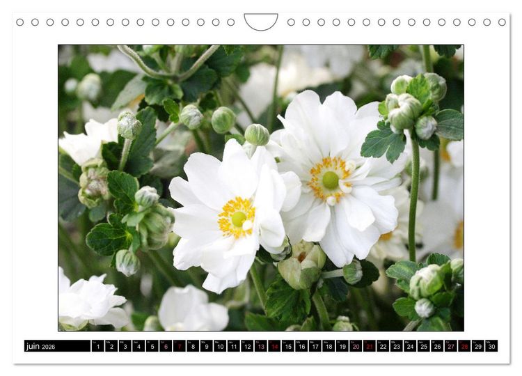 Produktbild: Charmantes fleurs blanches (Calendrier mural 2026 DIN A4 vertical), CALVENDO calendrier mensuel