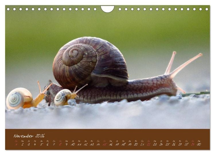 Produktbild: Ganz langsam im Schneckentempo durch's Jahr (Wandkalender 2026 DIN A4 quer), CALVENDO Monatskalender