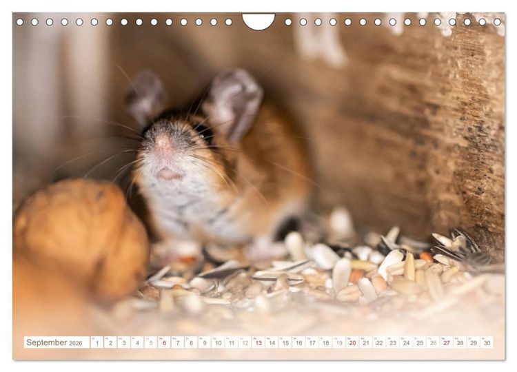 Produktbild: Die Maus im Vogelhaus (Wandkalender 2026 DIN A4 quer), CALVENDO Monatskalender