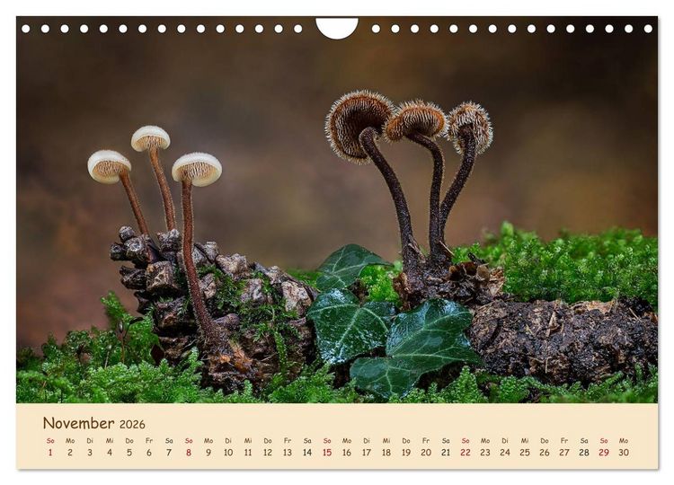 Produktbild: Pilzgalerie - Eindrucksvolle Aufnahmen von unseren heimischen Pilzen (Wandkalender 2026 DIN A4 quer), CALVENDO Monatskalender