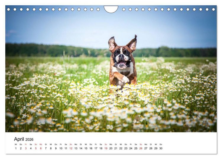 Produktbild: Deutscher Boxer (Wandkalender 2026 DIN A4 quer), CALVENDO Monatskalender